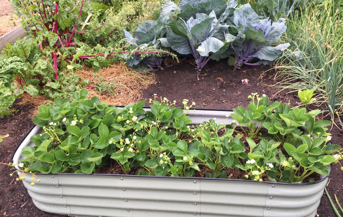 Jardin de maison verdoyant et bien aménagé